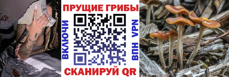 Купить где  Коммунар  Галлюциногенные грибы Psilocybe 